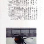 舞鶴公園でセアカコケグモ被害発生! 舞鶴公園でセアカコケグモ被害発生!